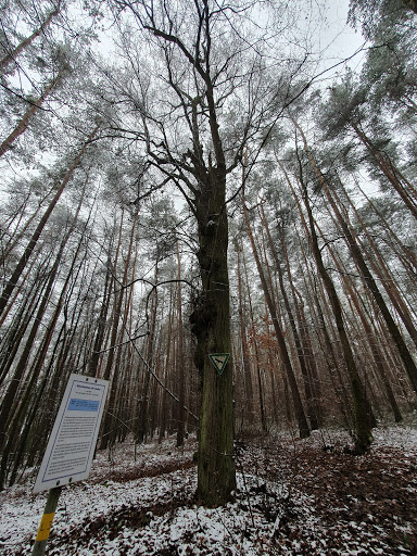 Naturdenkmal Vier Linden