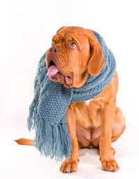 Photo n°40 de Clinique vétérinaire Univet AMCB Eckbolsheim à Eckbolsheim (Vétérinaire)