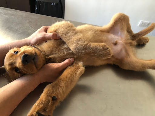 Prevet - Casa Veterinaria - Thumbnail