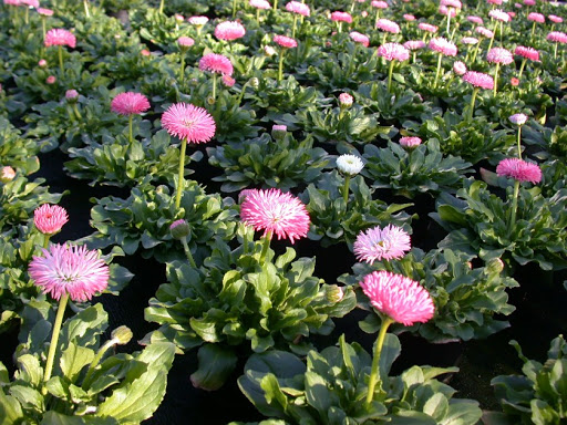 Blumen-Benkert Logo
