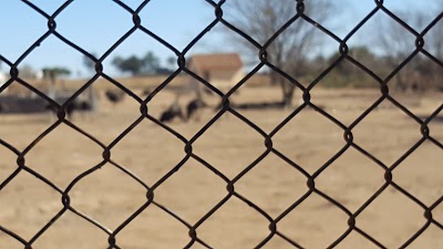 Photos of Croc and Lion Ranch