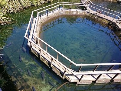 Photos of South Westland Salmon