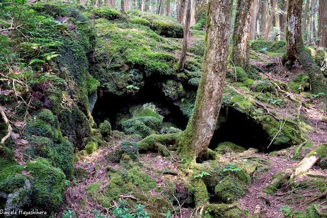 Aokigahara