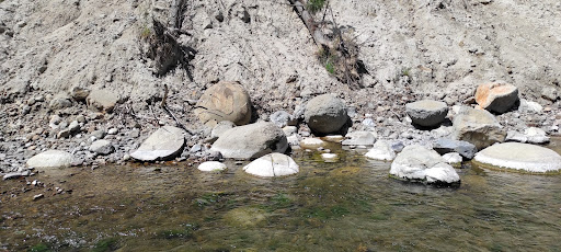 Waipara River Fossils - Thumbnail