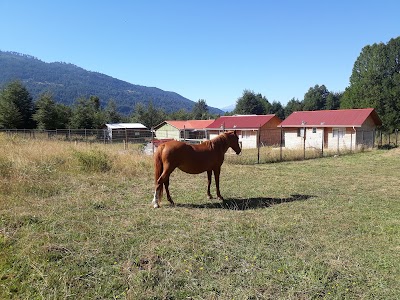 Photos of Camping Bellavista De Caburgua