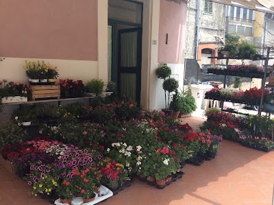 Flower Shop Di Filippo Gaetano