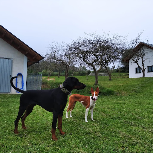 Hotel para perros El lugar del perro