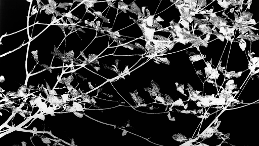 Enelek - Visual