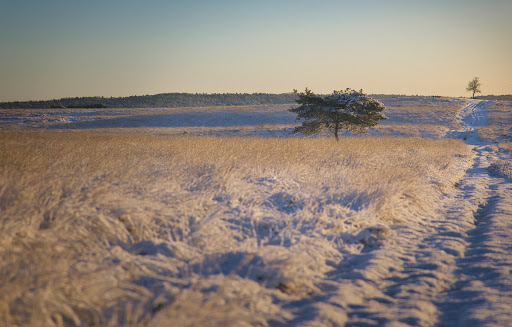 Deurensche Berg (Rheder- en Worth-Rhederheide) - Thumbnail