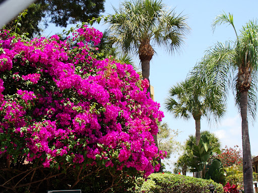 Siesta Key Beachfront Vacation Rentals - Thumbnail