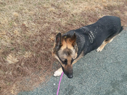 The Animal Care Shelter for Kent County - Thumbnail