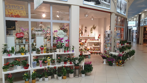 Herda's Blumeneck - Visual
