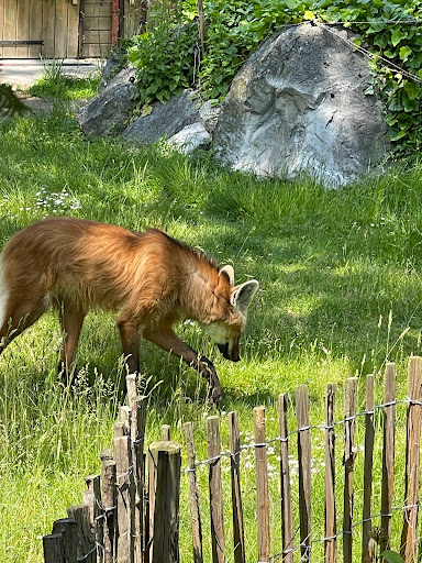La Cabane (Zoo de Lille) - Thumbnail