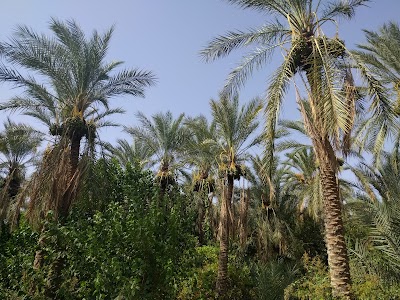 Desert Zoo