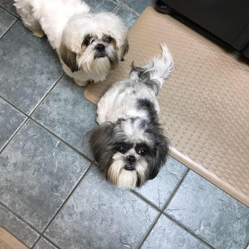 Greenbriar Animal Hospital - Thumbnail