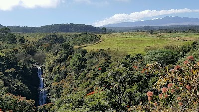 Botanical World Adventures