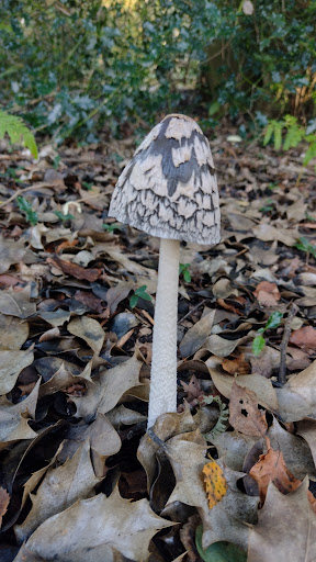 Holly Bush Farm - Thumbnail