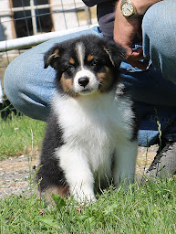 Photo n°10 de Elevage de Windy'Stia Berger Australien, Golden Retriever et Persans en Isère, sur RDV uniquement. à Massieu (Éleveur de chats)