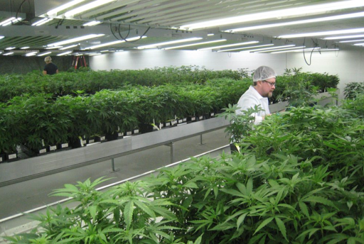 Serenity Medical Marijuana Evaluations Online - Thumbnail
