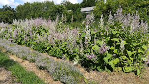 Photo n°18 de L'Herbier d'Elsa à Feucherolles (Herboristerie)