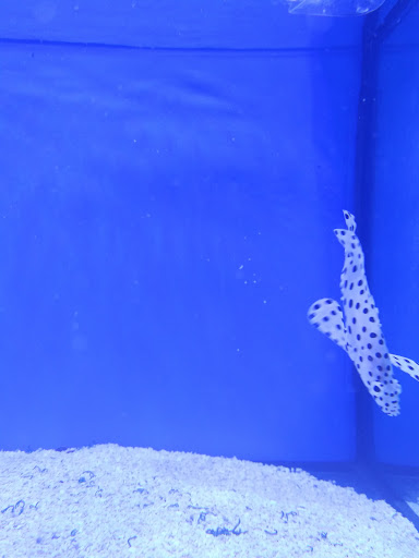Fishy Bizness - Thumbnail