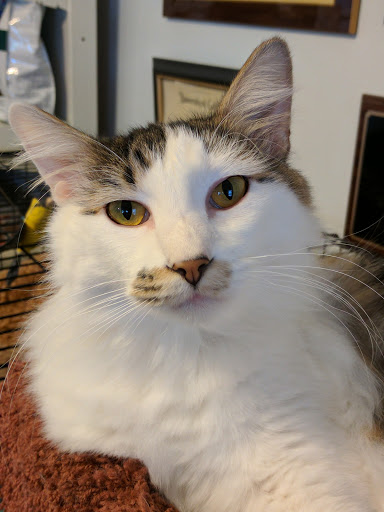 Cat Hospital of Petaluma - Thumbnail