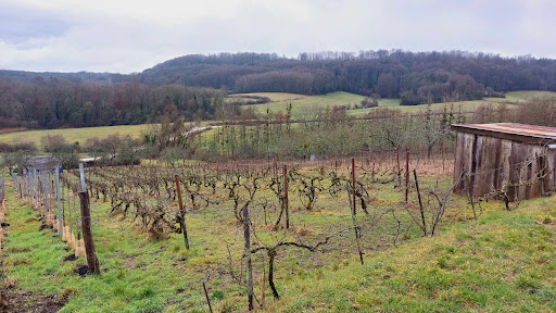 La vigne de Marcel - Thumbnail