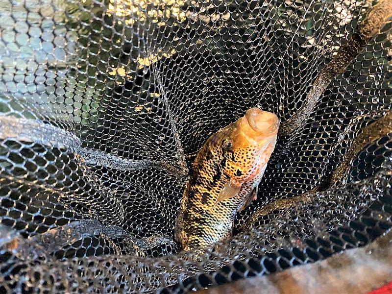 釣って見つけるぼうけんの国 湘南釣堀