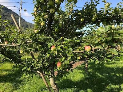 Photos of Eplet Bed & Apple