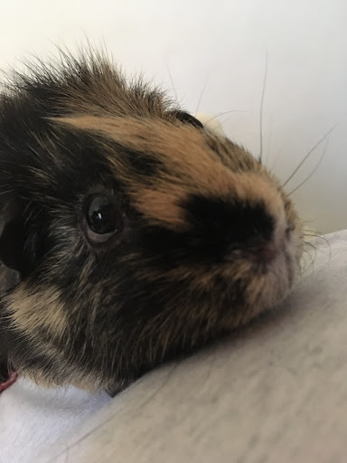 Market North Veterinary Hospital - Thumbnail