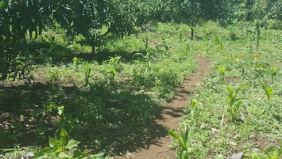 Photos of Kajuko Orchard Farm