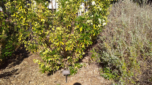 Elk Grove Rain Garden Plaza - Thumbnail