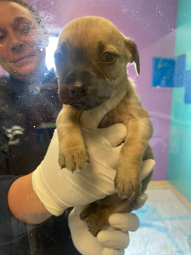 Newberry County Animal Control - Thumbnail