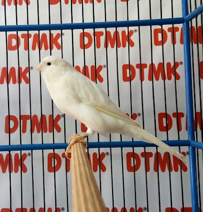 Photos of DTMK