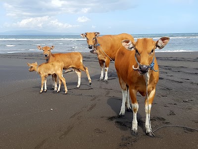 Photos of Saba Beach