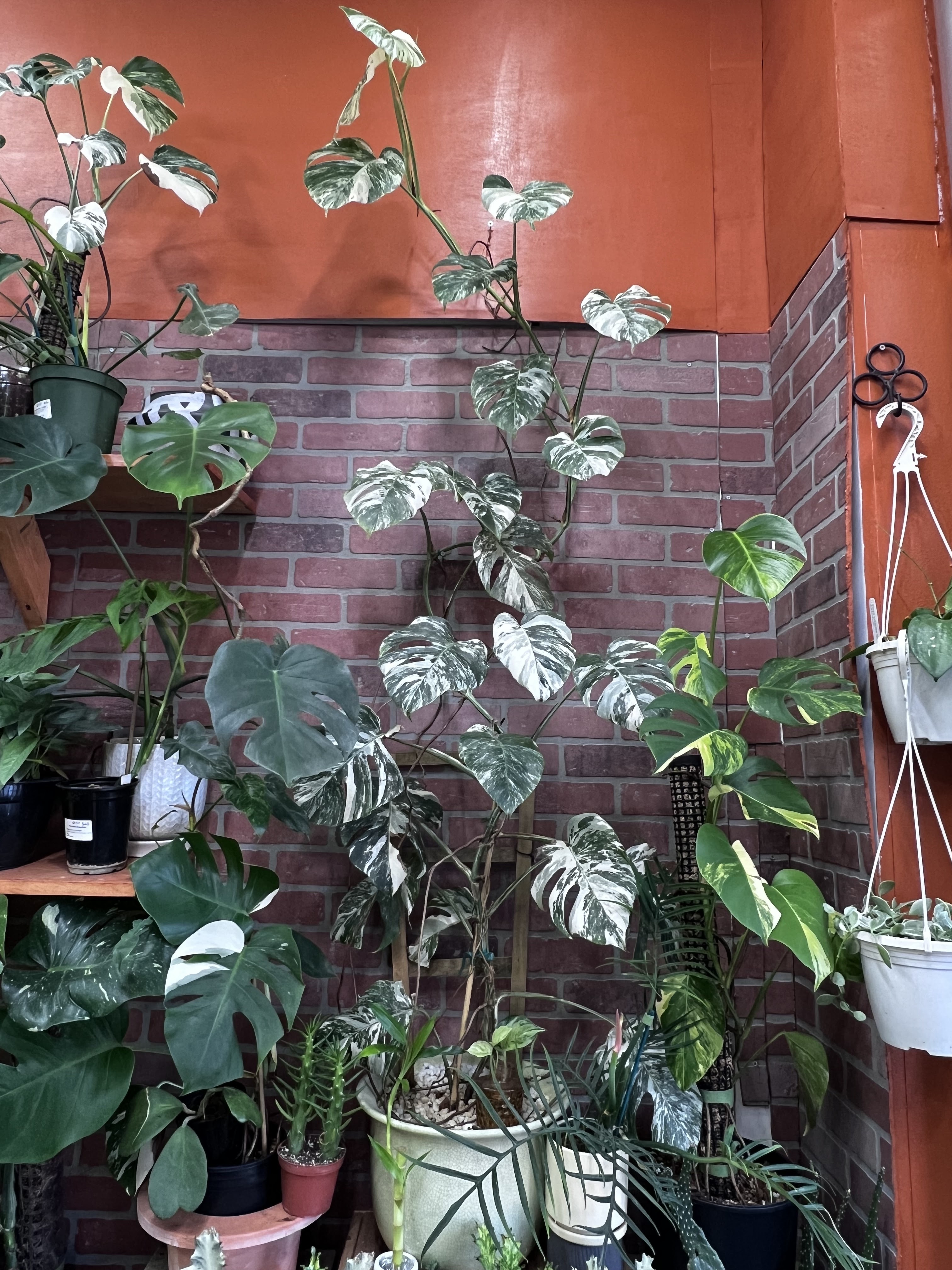 Chica Plant Shop