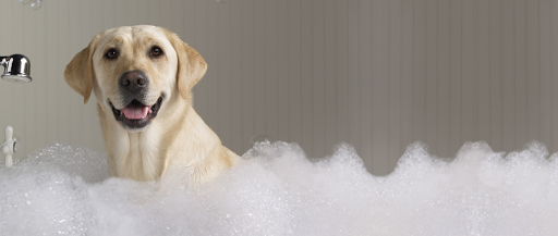 Toelettatura Profumo di Coccole SNC Logo