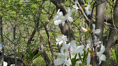 Photos of Naejangsan