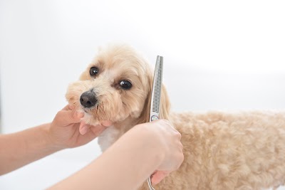 おおたけ動物病院