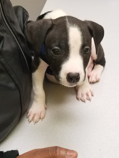 ADVANCED VETERINARY CARE CLINIC