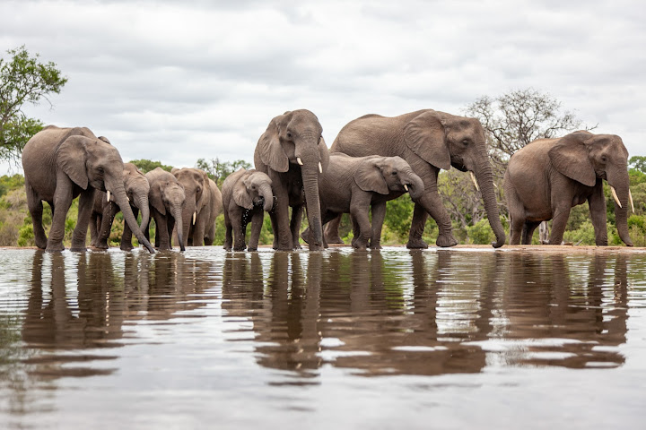 Kings Camp Private Game Reserve by null