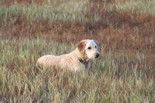 Lower Cape Veterinary Services - Eastham Gallery - United States