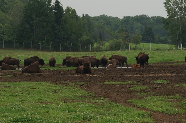 Bison Lanaudière / La Terre des Bisons
