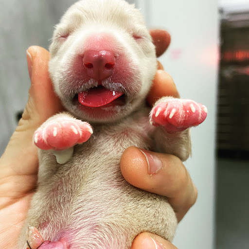 Clinica Veterinaria Vet 24 - Pronto Soccorso - Thumbnail