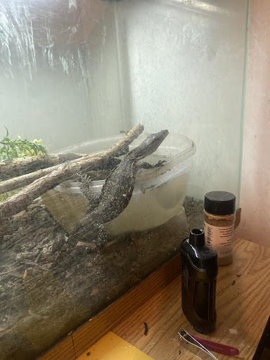 Firestartergeckos - Visual