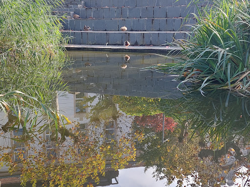 Estanque dos patos - Thumbnail