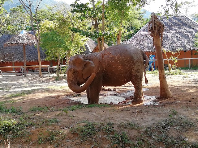 Samui Elephant Sanctuary