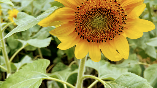 Wailupe Farms LLC / Oahu Grown Organics 41-977 Kakaina St, Waimanalo, HI 96795
