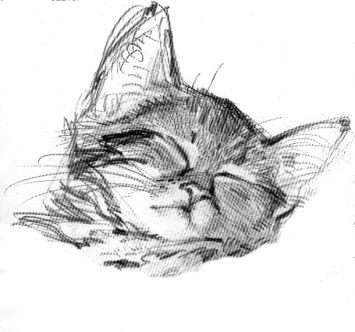 Centro Veterinario Animalis Logo