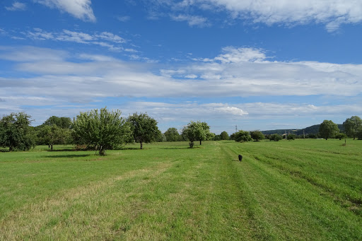 Tauberwiesen